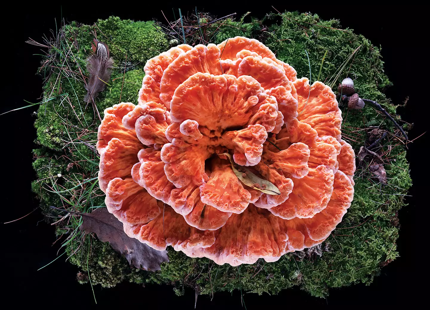 Chicken of the woods