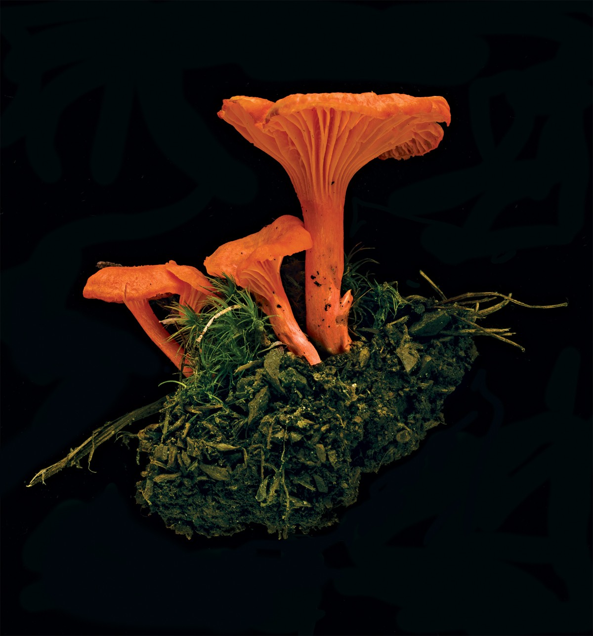 Cinnabar Chanterelles