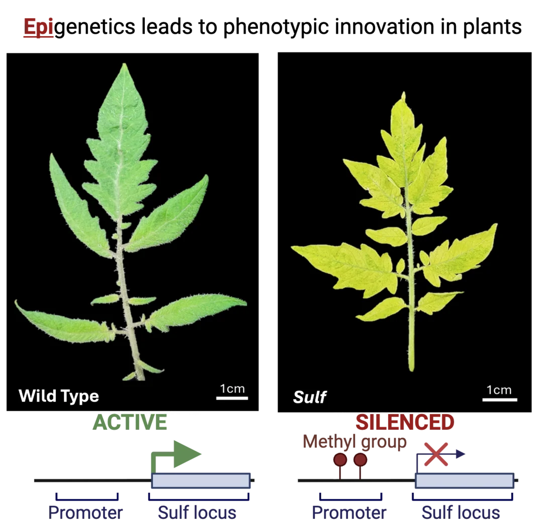 Epigenetics leads to phenotypic innovation in plants