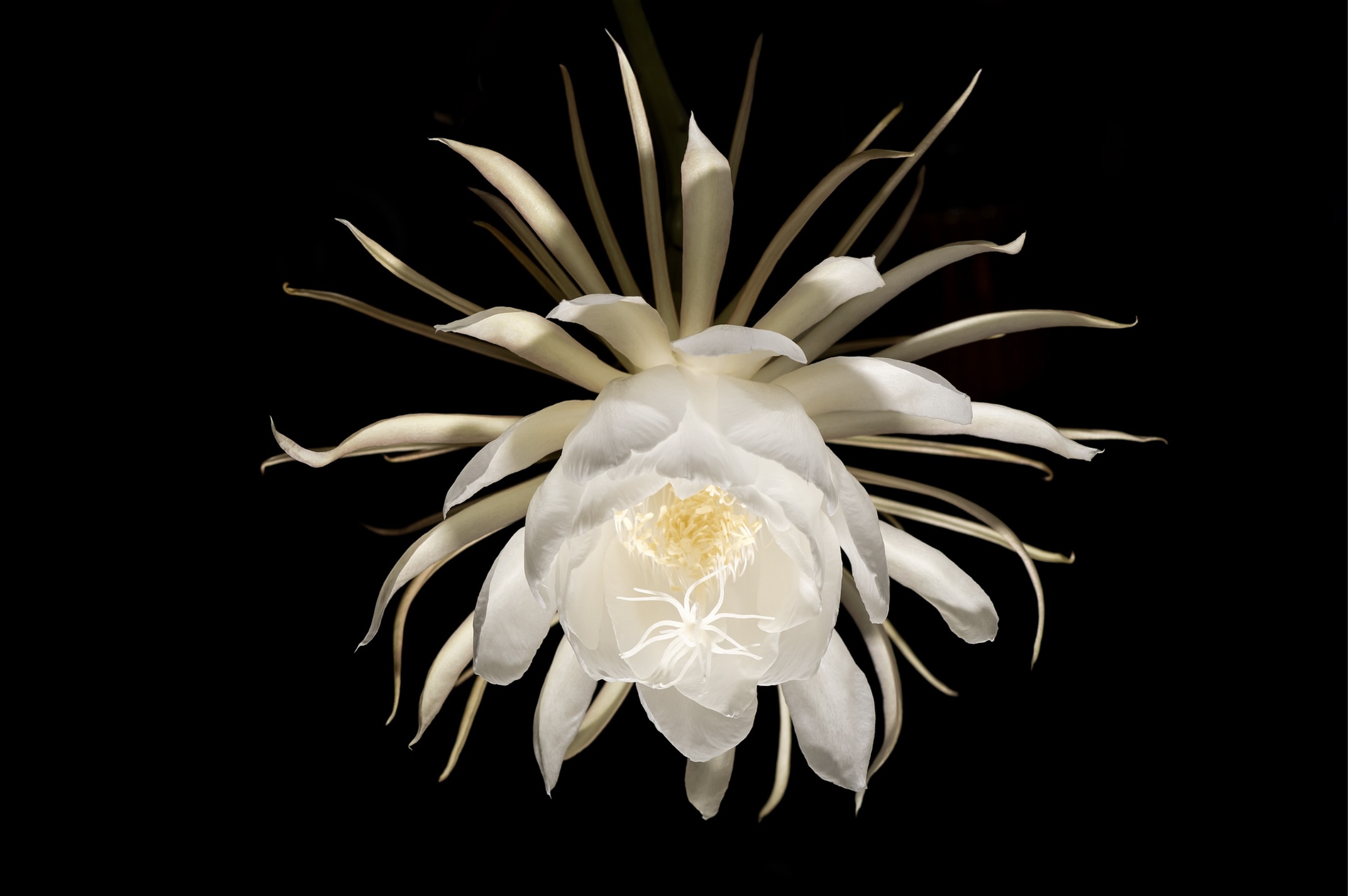 Queen of the Night