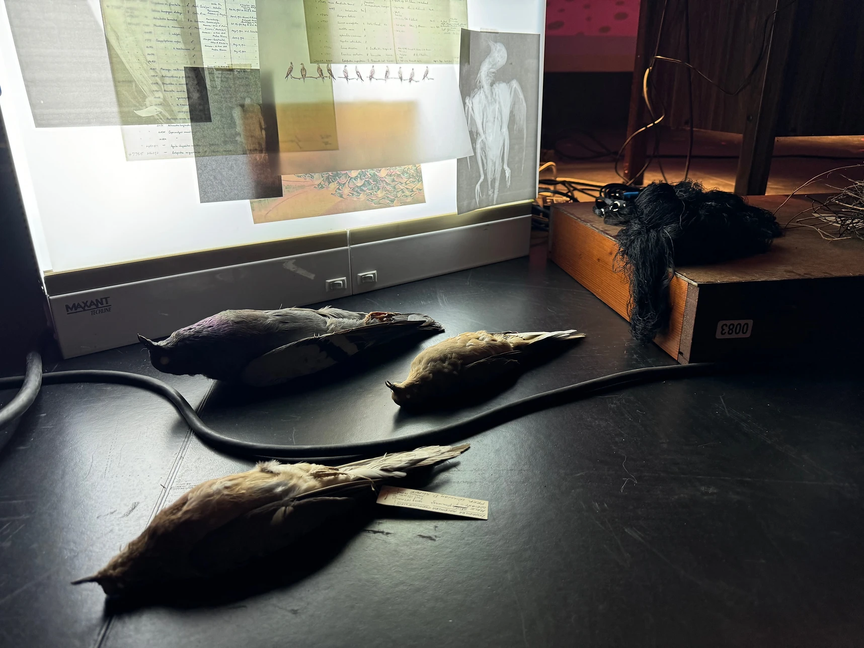 Speculative Speciation: Carrier Pigeon