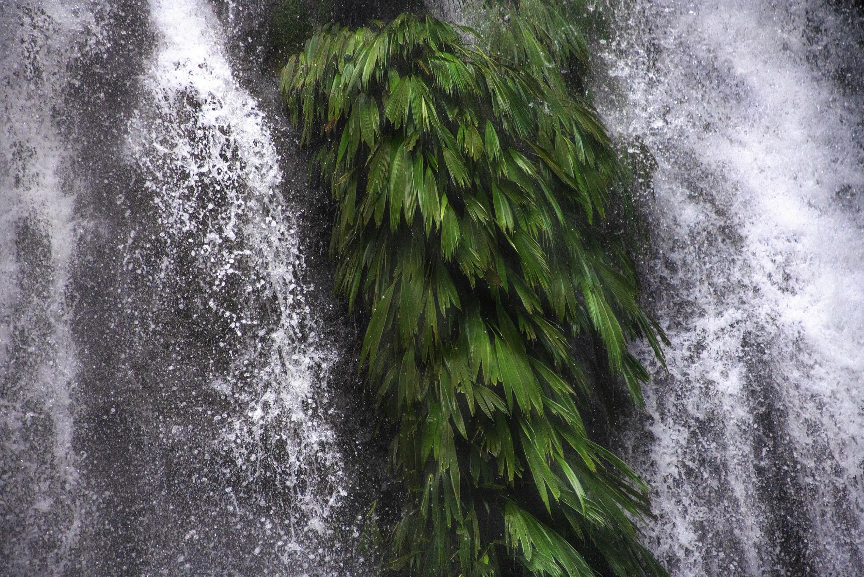 TreeTalk