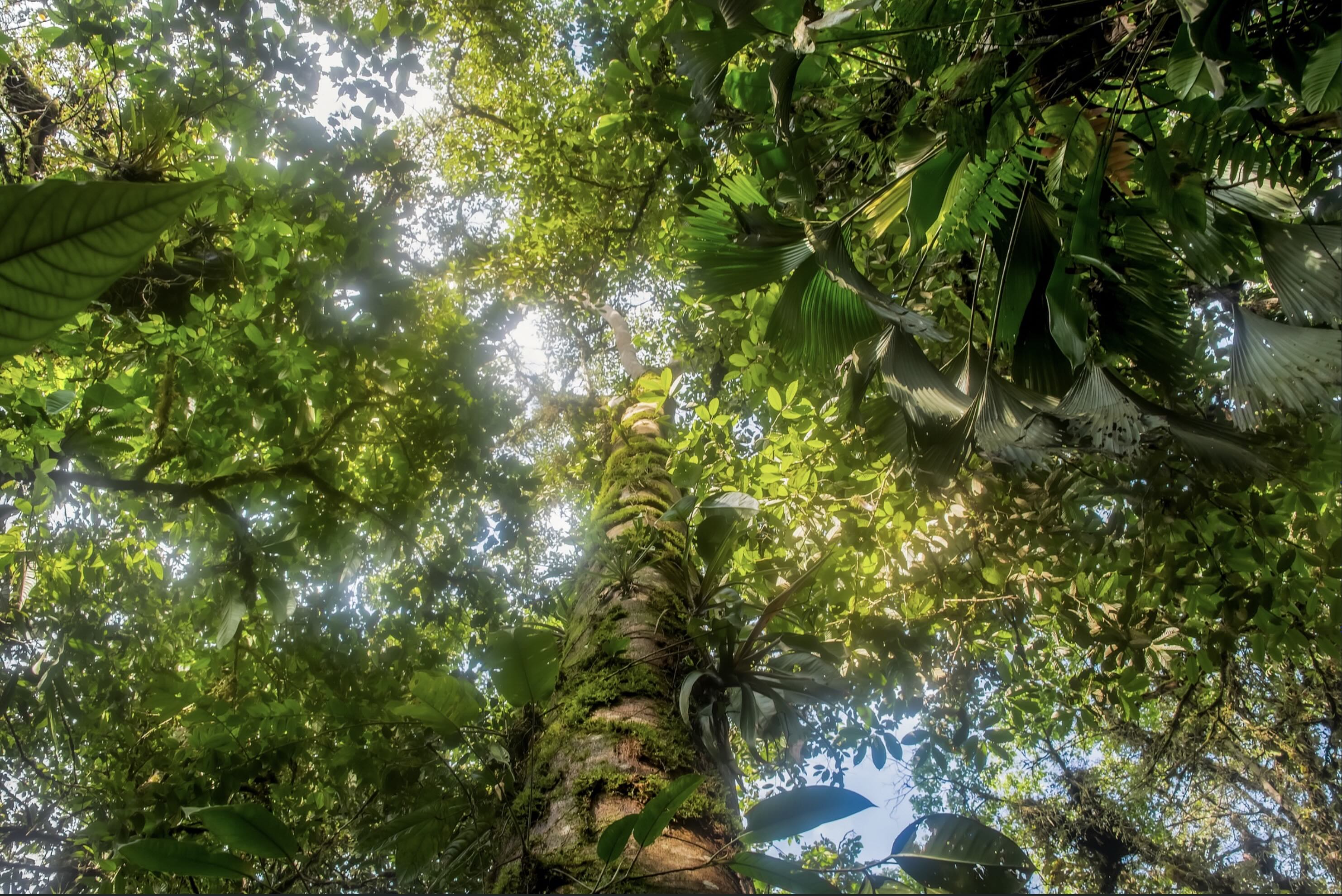 TreeTalk
