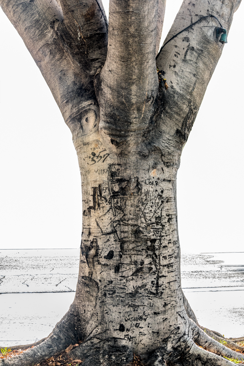 Urban Tree Portraits