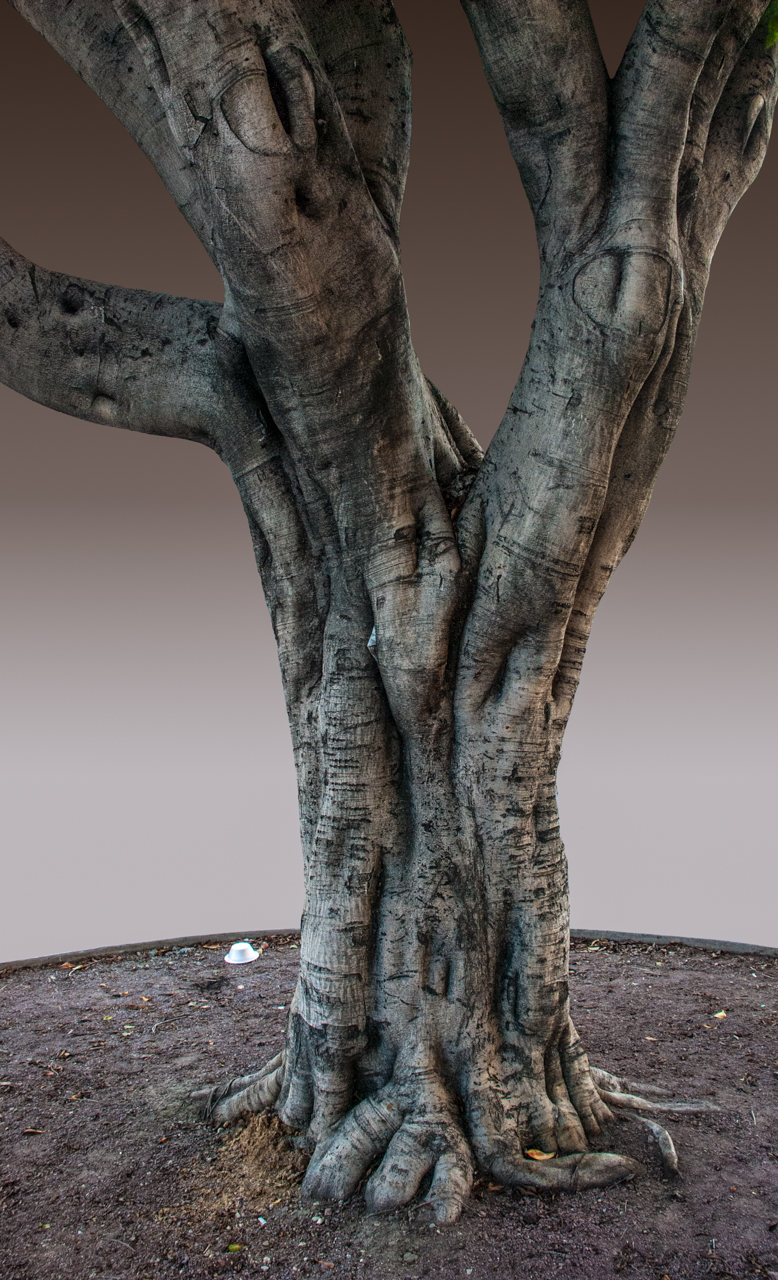 Urban Tree Portraits