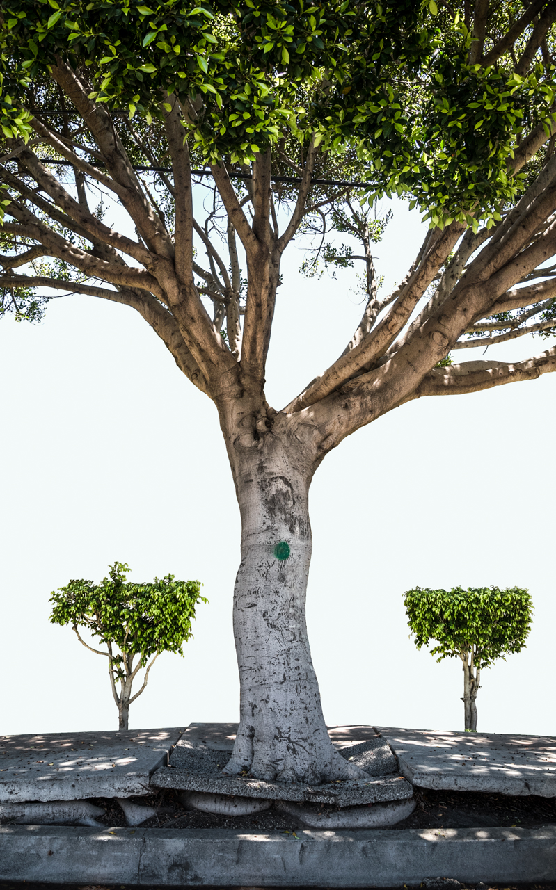 Urban Tree Portraits
