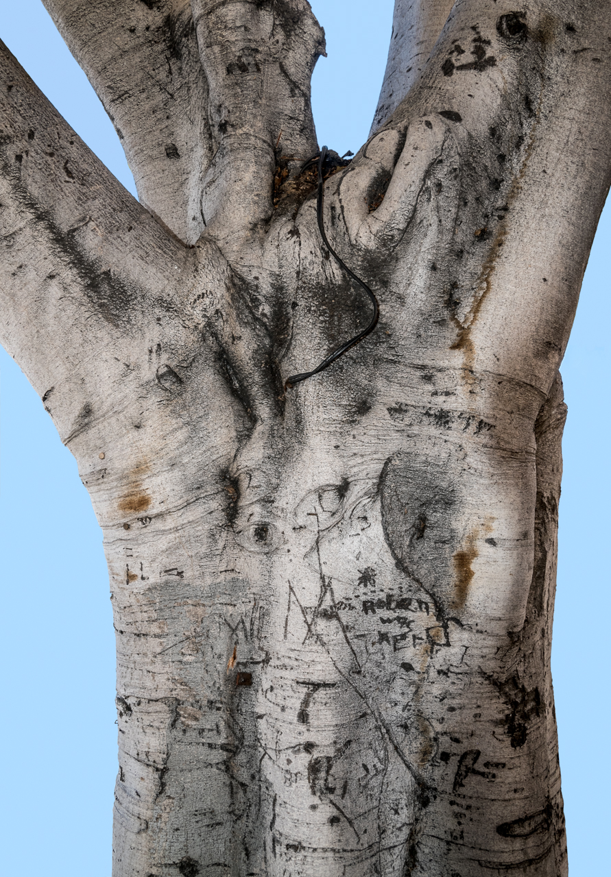 Urban Tree Portraits