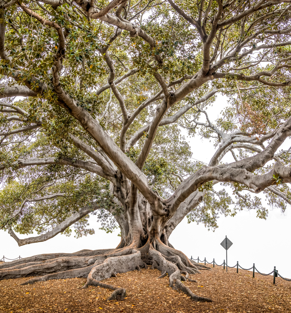 Urban Tree Portraits