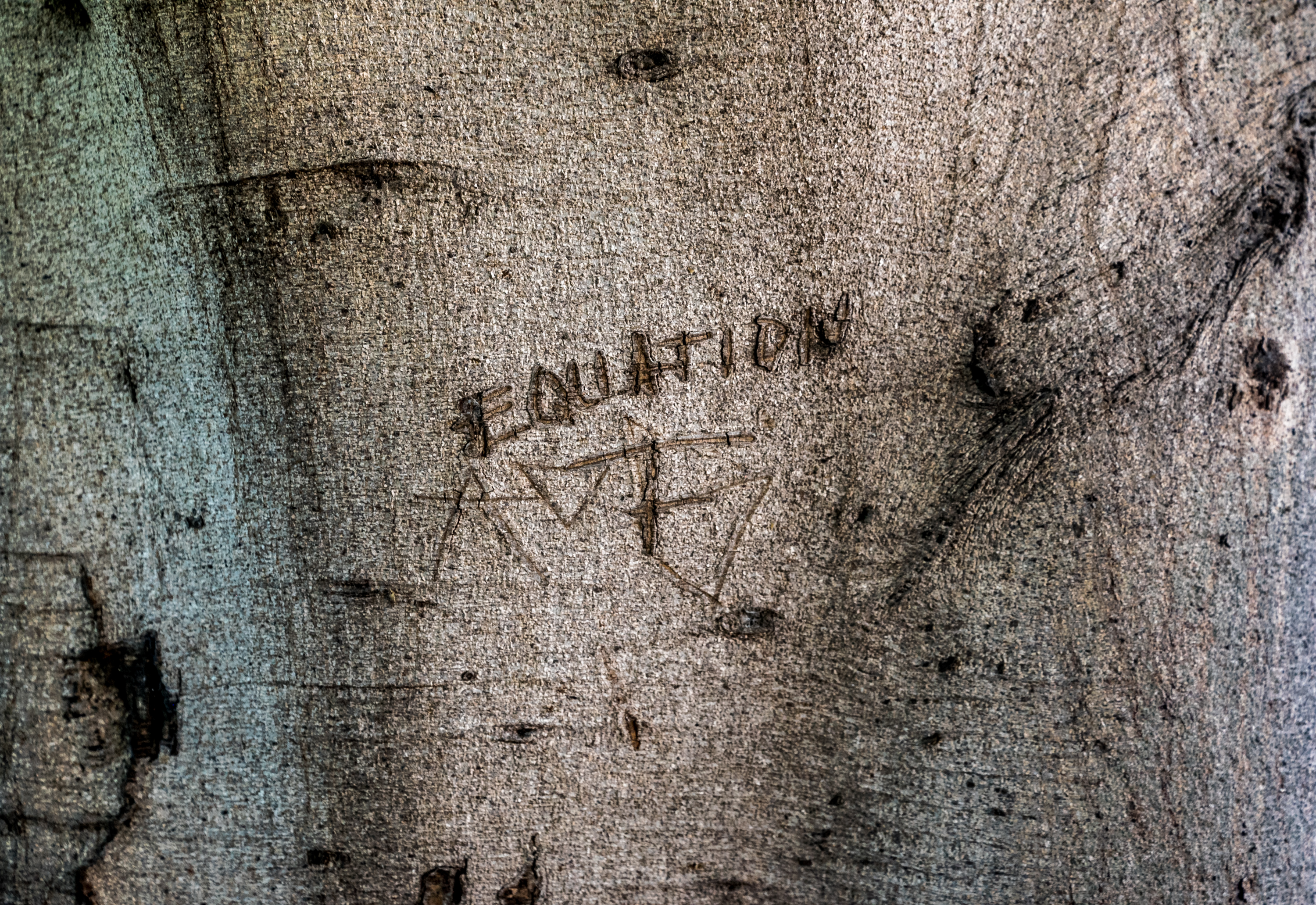 Urban Tree Portraits
