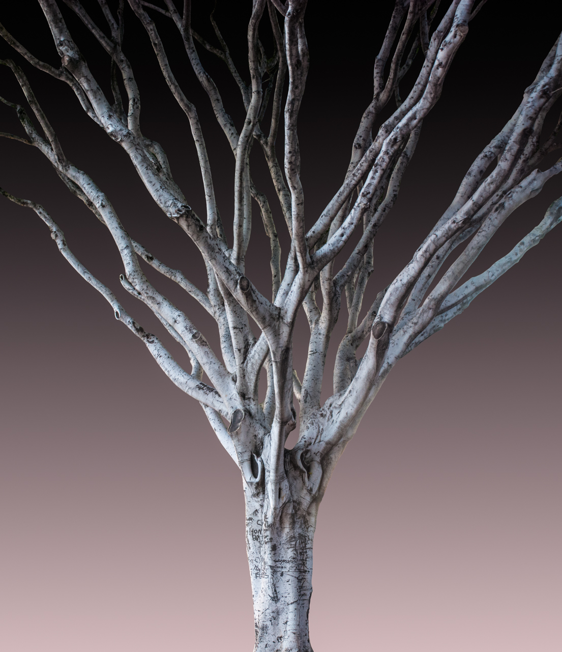 Urban Tree Portraits